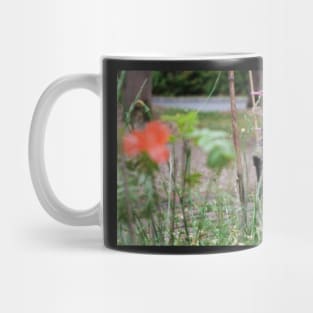 Grey tabby cat in summer looking at the poppy flower with great interest. Mug